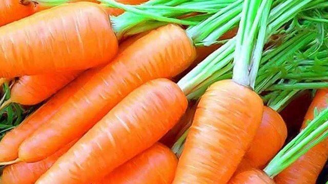 Как правильно сажать морковь в гранулах