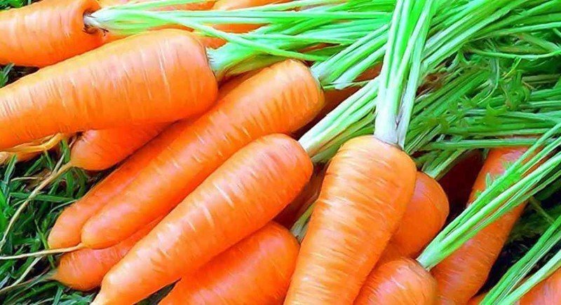 Сорта моркови карлена