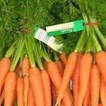 Как вырастить морковь на даче