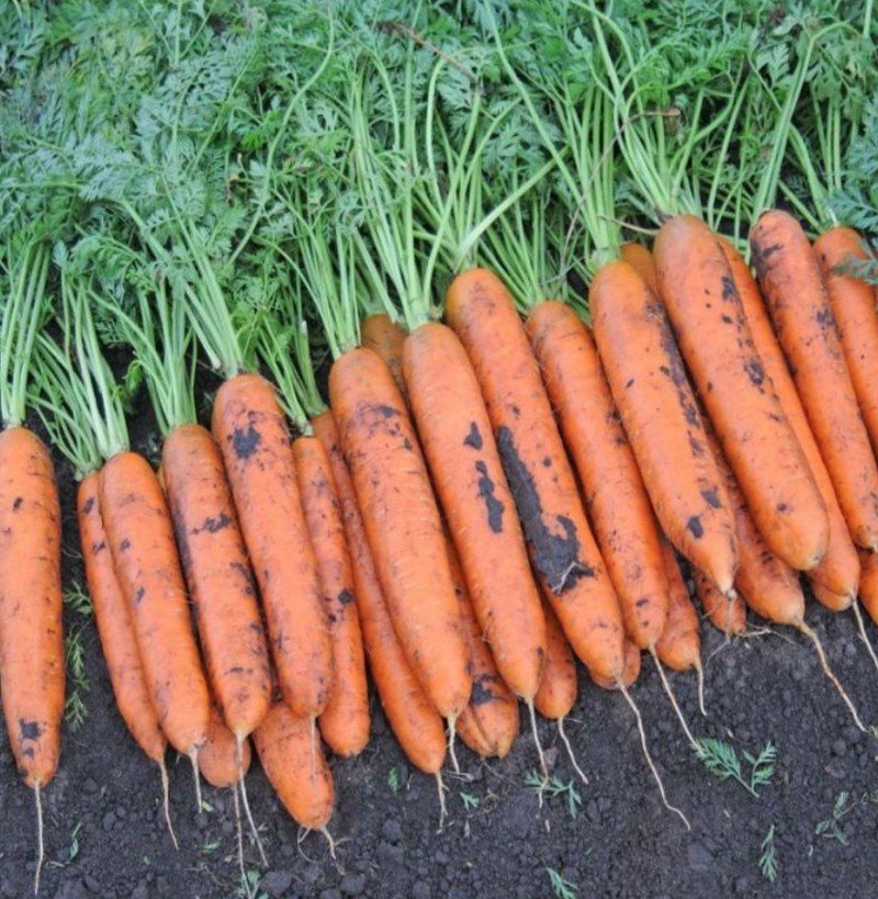 Морковь сорт белградо
