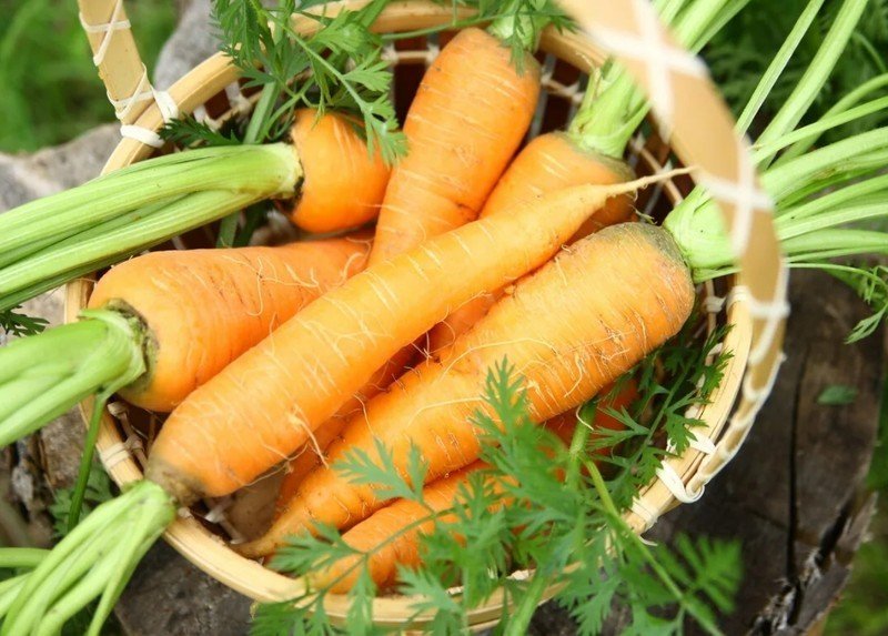 Морковь сорт лосиноостровская