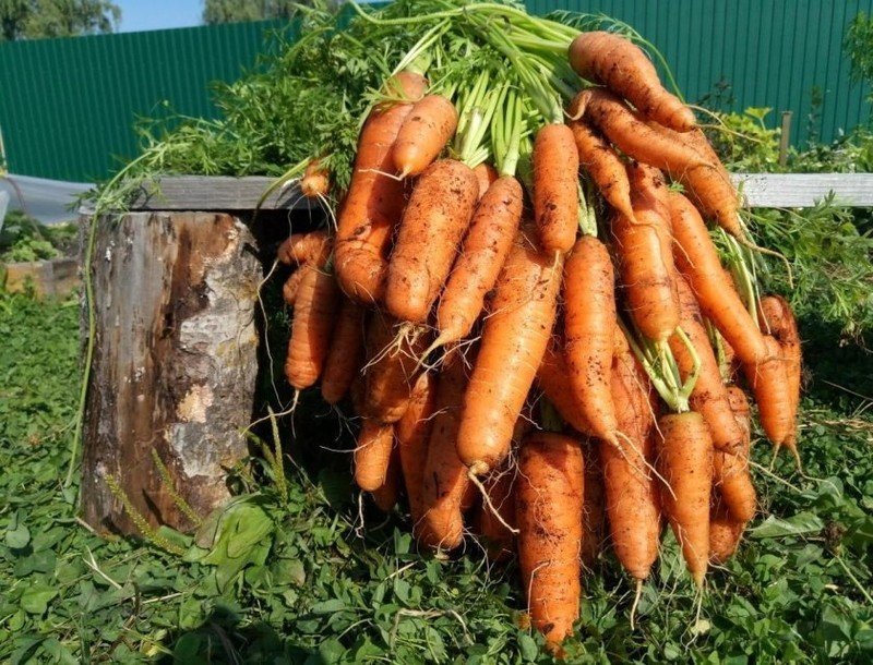 Морковь сорт бирючекутская