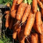 Морковь берликум роял отзывы