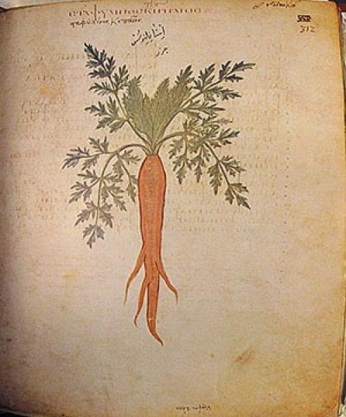 Мандрагора ботаническая иллюстрация