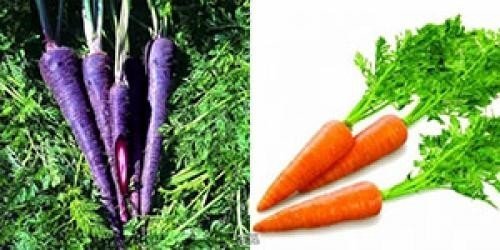Морковь перпл хейз