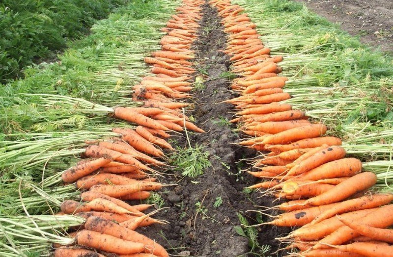 Морковь растет на большой грядке