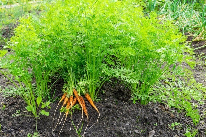 Морковь с ботвой на огороде