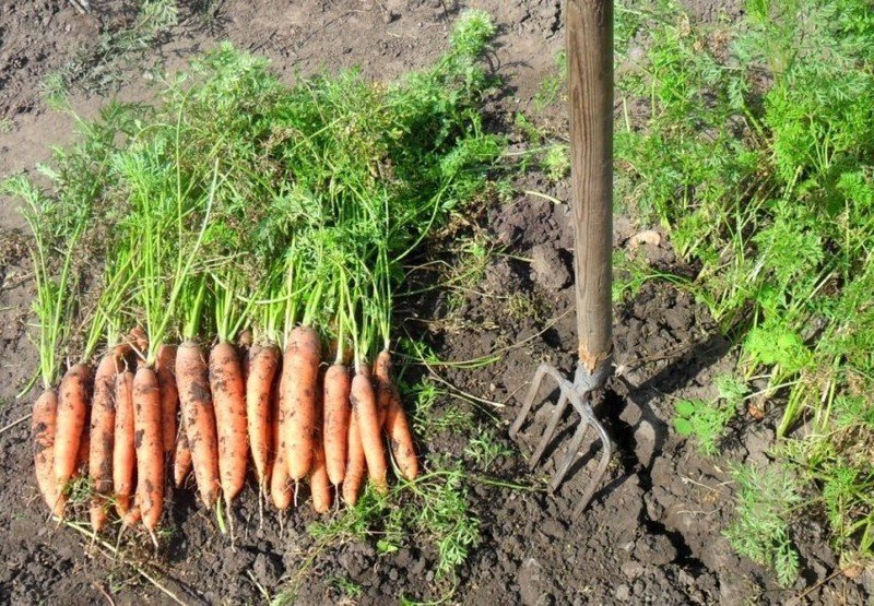 Морковь сорт семеновна