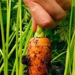 Особенности обрезки морковной ботвы
