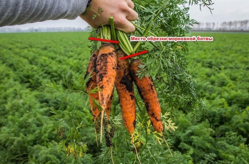 Срезка ботвы моркови