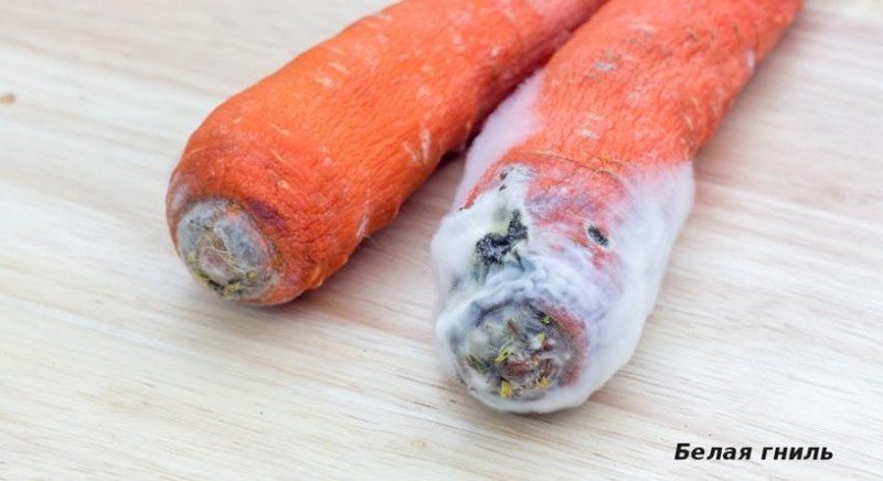Мокрая бактериальная гниль моркови