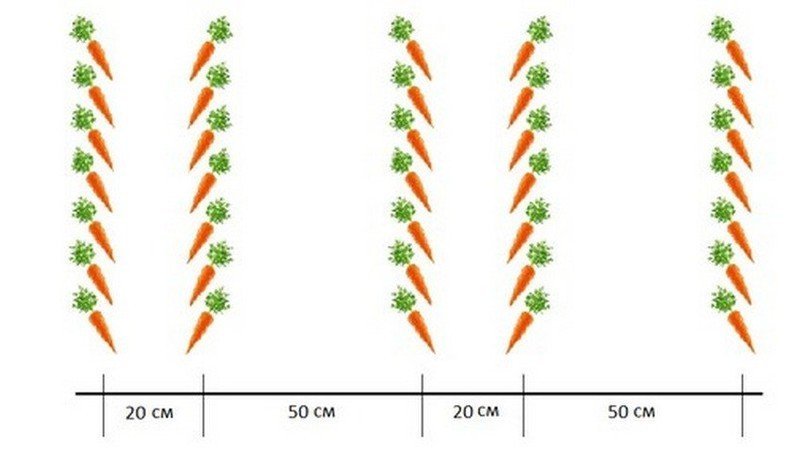 Схема посадки моркови в открытом грунте