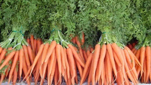 Посадка моркови в гранулах: основные этапы работы