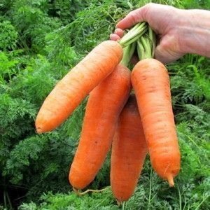 Сорт моркови карини
