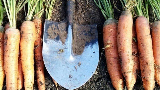 Сорт моркови Санькина любовь: характеристика и особенности выращивания