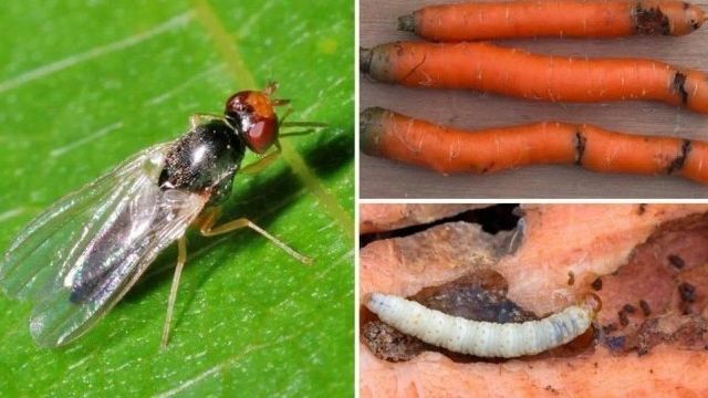 Морковная муха: как защитить морковь и методы профилактики