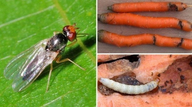 Средство от луковой и морковной мухи