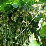 Огурец Амур F1: выращиваем высокоурожайный гибрид на грядке