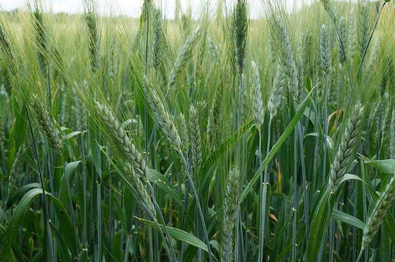 Озимая пшеница сорт баграт