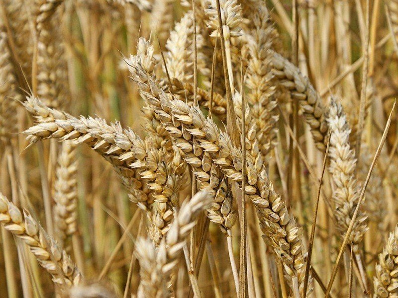 Пшеница твёрдая