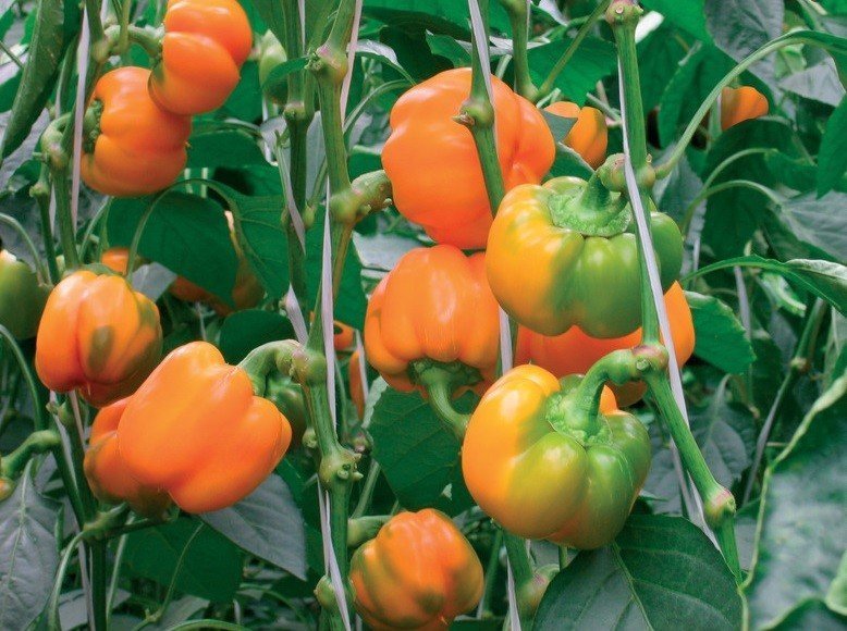 Перец сладкий оранжевый юбилейный