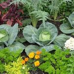 Совместимость соседства овощей на огороде