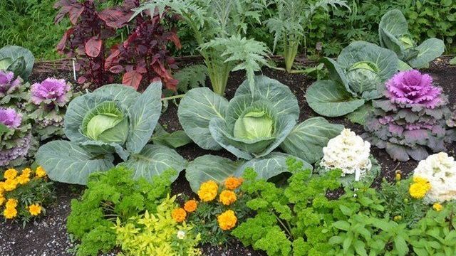 Совместимость соседства овощей на огороде