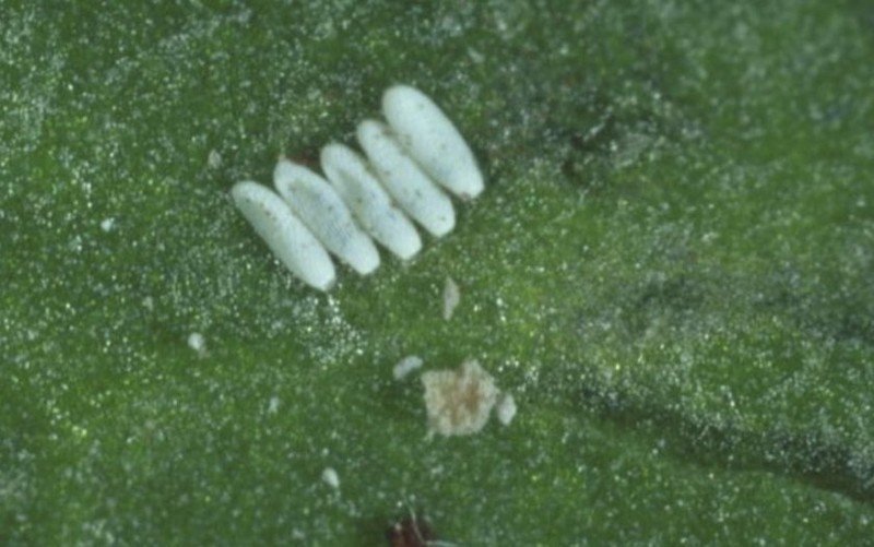 Свекловичная минирующая муха личинки