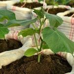 Как вырастить тыкву в теплице, мешке и бочке