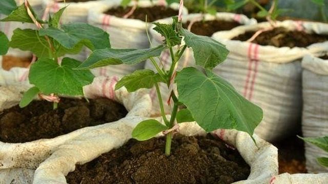 Как вырастить тыкву: семенами, на рассаду, в открытом грунте, теплице, мешках, бочке