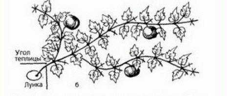 Формирование куста тыквы в открытом грунте схема