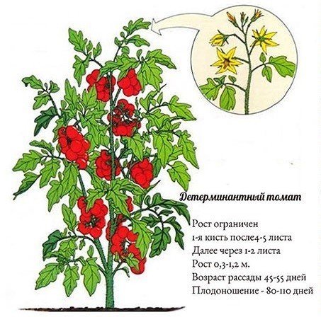 Детерминантные помидоры томаты