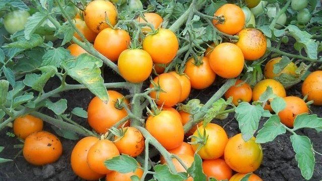 Сорта томатов: что такое детерминантный, полудетерминатный и супердетерминантный вид, их отличия и особенности, а также их преимущества и недостатки