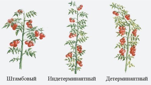 Схема пасынкования детерминантных томатов