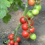Гарантированные урожаи сочных и вкусных плодов — томат Розе F1
