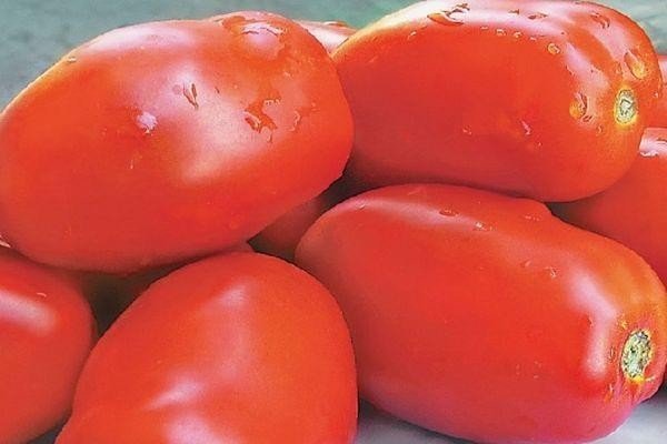 Плоды помидора