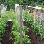Как посадить и вырастить томат «Дворцовый»