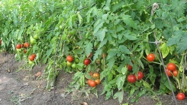 Как правильно выращивать томаты