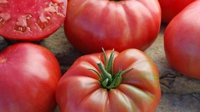 Обзор сорта томатов Сахарный бизон, его преимущества и недостатки