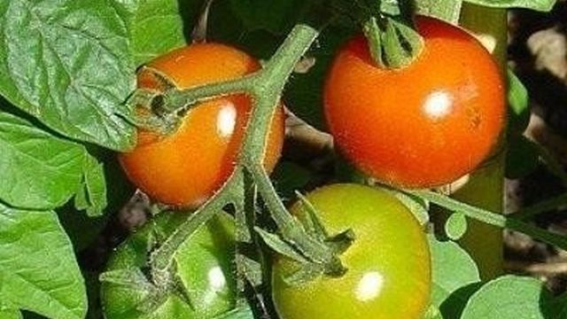 Описание гибридного томата Полфаст и выращивание сорта рассадным способом
