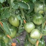 Описание сорта томата Батяня, отзывы пользователей