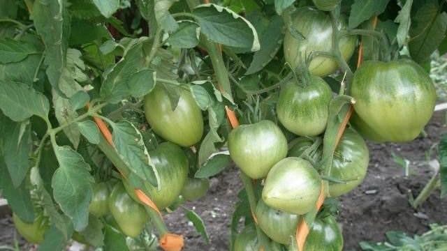 Томаты Батяня: описание сорта, выращивание из семян, отзывы дачников о помидорах
