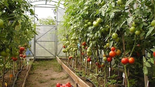 Выращивание помидор в теплице из поликарбоната: как правильно, секреты посадки и ухода, лучшие сорта томатов