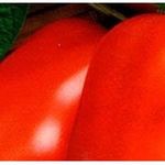 Почему огородникам так нравится томат «Деликатес» и как его вырастить на своем участке, получив обильный урожай