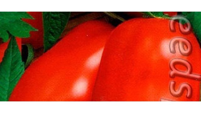 Томат "Засолочный Деликатес": описание сорта и особенности выращивания
