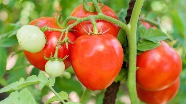 Полосатый томат «Арбузный»: описание, характеристика уникального сорта и фото