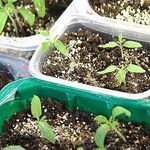 Рассада томатов, выращивание, пошаговые советы и методы