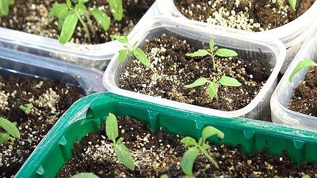 Рассада томатов, выращивание, пошаговые советы и методы