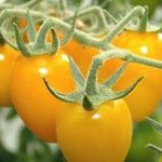 Сорт томата «Карамель желтая» F1 — солнечно-медовая радость на ваших грядках