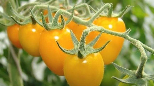 Томаты "Желтая карамель" F1: выращивание, особенности, транспортировка, достоинства и недостатки помидор Русский фермер